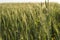 Young green wheat field. Ripening ears wheat. Agriculture. Natural product. Agricaltural landscape.