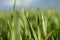 Young green wheat grass sprouts blade field macro