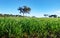 Young green wheat growing in soil