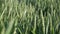 Young green wheat plants waving in the wind