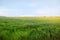 Young green wheat seedlings growing in a field. Agriculture. Farming. Cultivation of wheat and grain crops. Selective soft focus