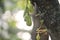 Young green Wuluh starfruit Carambola
