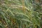 Young green and yellow shoots of barley close-up.