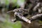 Young Greenfinch sitting on a branch