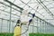 Young greenhouse female worker in full white protective uniform watering plants inside of hothouse