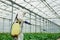 Young greenhouse female worker in full white protective uniform watering plants inside of hothouse