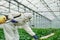 Young greenhouse female worker in full white protective uniform watering plants inside of hothouse