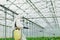 Young greenhouse female worker in full white protective uniform watering plants inside of hothouse