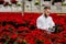 Young greenhouse workers standing with a tablet and checks the poinsettia plants. Gardening