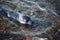 Young Greenland Harp Seal