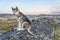 Young Greenland Husky sitting in front of Ilulissat