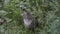 Young grey cat, plays in green grass