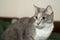 A young grey cat with a white chest closeup with a concentrated look and a contrasting face