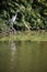 A young grey heron Ardea cinerea looking for the food in the water of pond. Japan