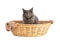Young grey maine coon cat  in basket