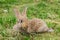 Young grey rabbit on grass.