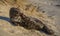 Young grey seal lies on the beach and covers its eyes with its flipper.