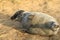 Young Grey Seal Pup Balancing