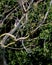 Young grey squirrell in bare tree branches