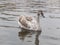 Young grey swan swmiming in river