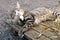 Young grey tabby cat with white neck lying outside on wooden boa