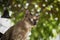 Young Grey Thai Cat on Green Nature Background