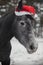 Young grey trakehner mare horse in red cap