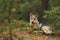 Young Grey wolf watching closely in autumn forest - Canis lupus lupus