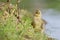 Young greylag