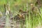 Young greylag geese