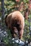 Young Grizzly Bear boar walking on log in Yellowstone National Park in Wyoming USA