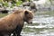 Young grizzly bear in its fishing spot