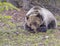 Young grizzly bear lying with paws folded