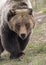 Young grizzly bear walking in grass from forest