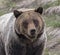 Young grizzly bear walking in grass from forest