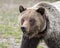 Young grizzly bear walking in grass from forest