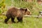 Young Grizzly bear in Yellowstone National Park, Wyoming