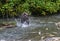 Young grizzly catching a salmon, Hyder, Alaska