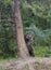 Young grizzly standing by tree