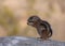 Young ground squirrel