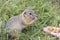 A young ground squirrel nibbles nuts