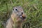 A young ground squirrel nibbles nuts