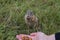 A young ground squirrel nibbles nuts