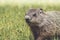 Young Groundhog kit closeup in grass in springtime