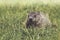 Young Groundhog kit eating grass in springtime