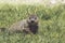 Young Groundhog kit eating grass in springtime