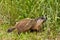 Young Groundhog Out Forging For Food