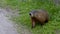 A young groundhog pup