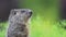 Young groundhog standing in green grass, head turned slightly and looking, room for text