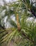 Young growing apical shoot or candle on branch of Siberian pine or cedar